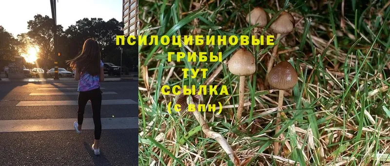 Псилоцибиновые грибы Psilocybe  купить наркоту  Гаврилов Посад 